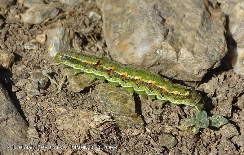 <i>Helicoverpa armigera</i> (Hübner, 1808) &copy; J. Piolain LPR Corse - MNHN, CdC, OFB