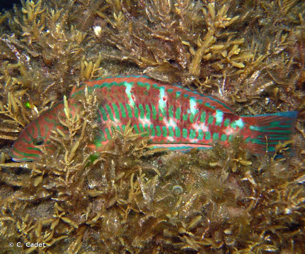 <i>Thalassoma purpureum</i> (Forsskål, 1775) &copy; C. Cadet