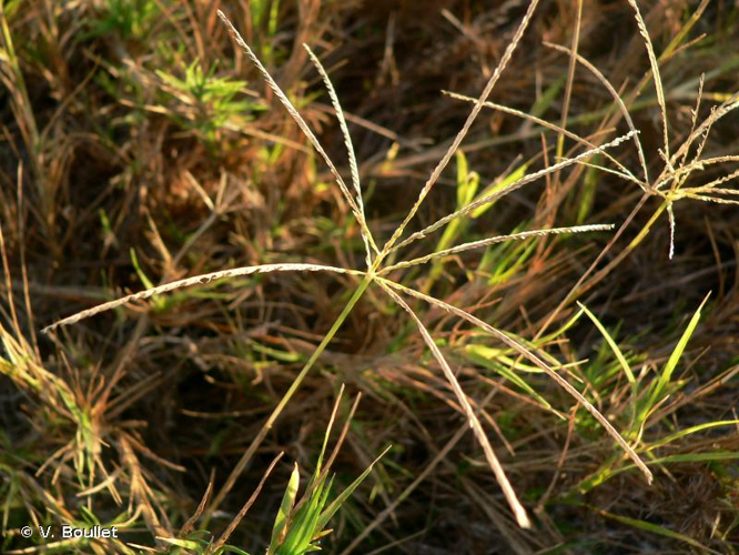 <i>Cynodon dactylon</i> (L.) Pers., 1805 &copy; V. Boullet