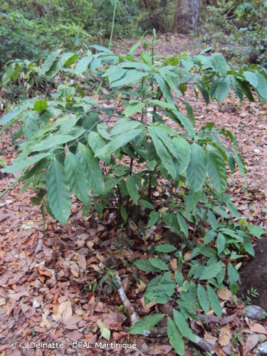 <i>Funtumia elastica</i> (P.Preuss) Stapf, 1901 &copy; C. Delnatte - DEAL Martinique
