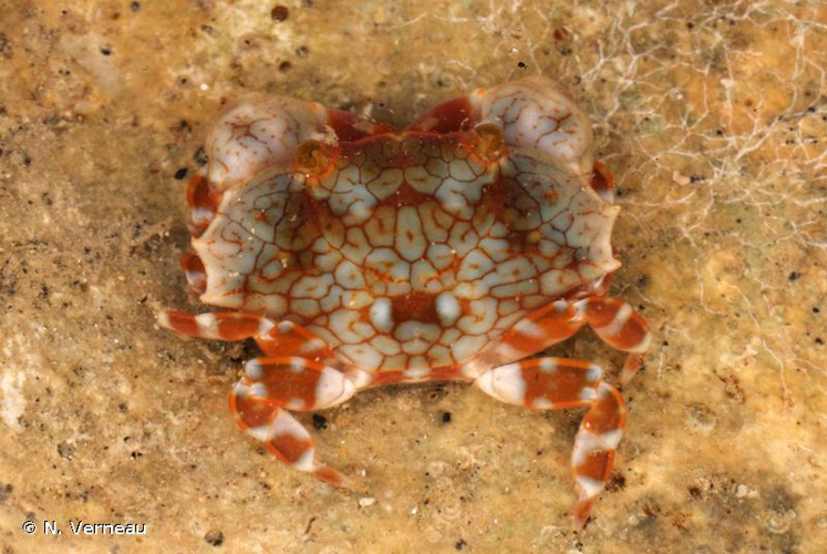 <i>Lophozozymus pulchellus</i> A. Milne-Edwards, 1867 &copy; N. Verneau