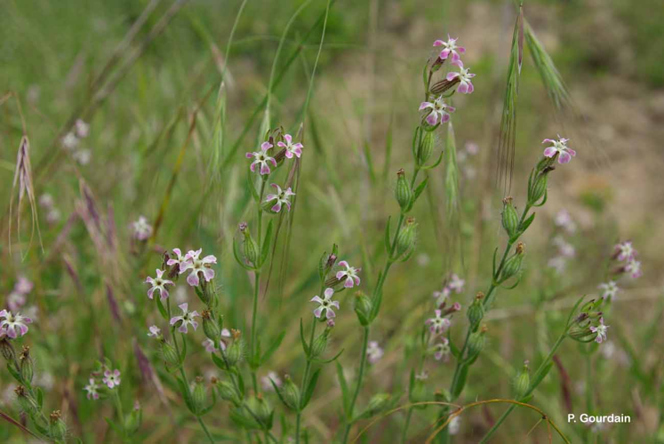 <i>Silene gallica</i> L., 1753 &copy; P. Gourdain
