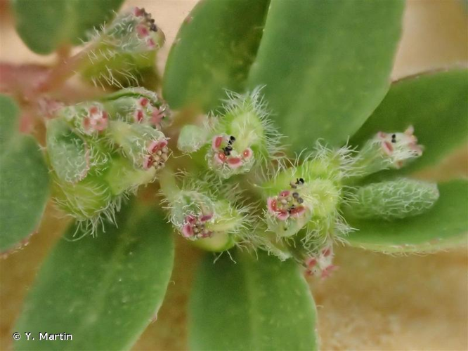 <i>Euphorbia prostrata</i> Aiton, 1789 &copy; Y. Martin