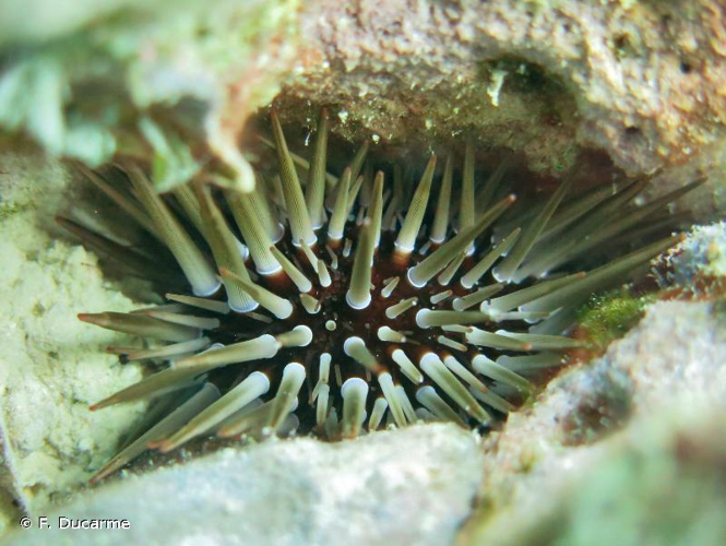 <i>Echinometra mathaei</i> (Blainville, 1825) &copy; F. Ducarme