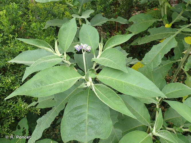 <i>Solanum mauritianum</i> Scop., 1788 &copy; R. Poncet
