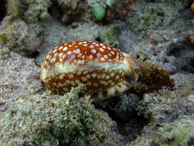 <i>Mauritia histrio</i> (Gmelin, 1791) &copy; P. Bourjon