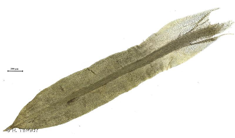 <i>Trichostomum brachydontium</i> Bruch, 1829 &copy; H. TINGUY