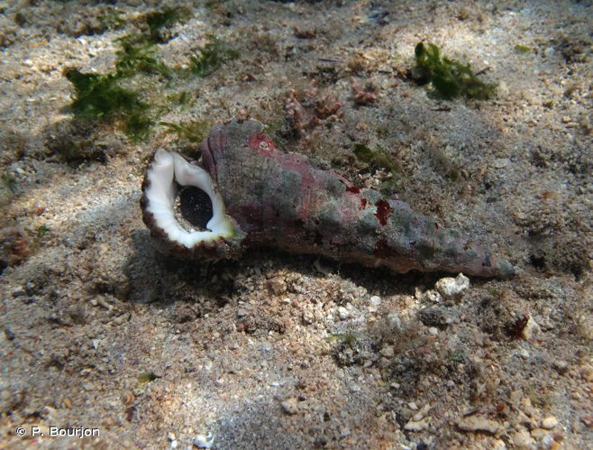 <i>Cerithium nodulosum</i> Bruguière, 1792 &copy; P. Bourjon