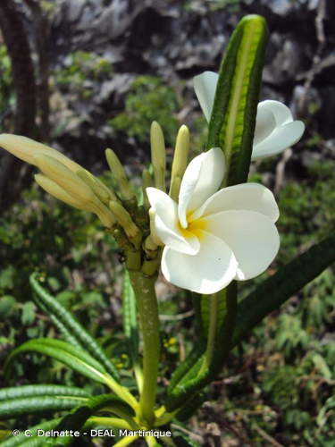 <i>Plumeria alba</i> L., 1753 &copy; C. Delnatte - DEAL Martinique