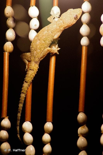 <i>Hemidactylus mercatorius</i> Gray, 1842 &copy; P. Haffner