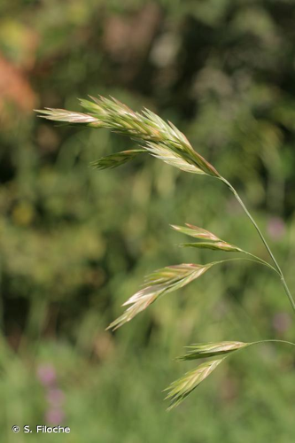 <i>Bromus catharticus</i> Vahl, 1791 &copy; S. Filoche