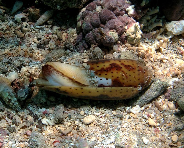 <i>Conus nussatella</i> Linnaeus, 1758 &copy; P. Bourjon