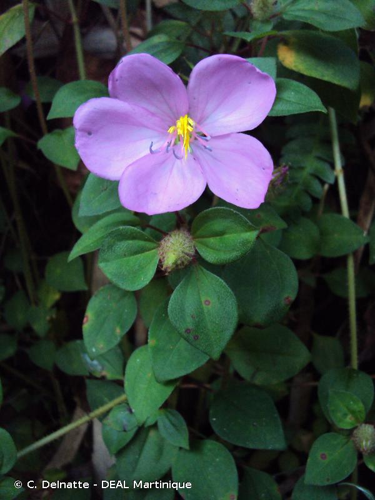 <i>Dissotis rotundifolia</i> (Sm.) Triana, 1871 &copy; C. Delnatte - DEAL Martinique
