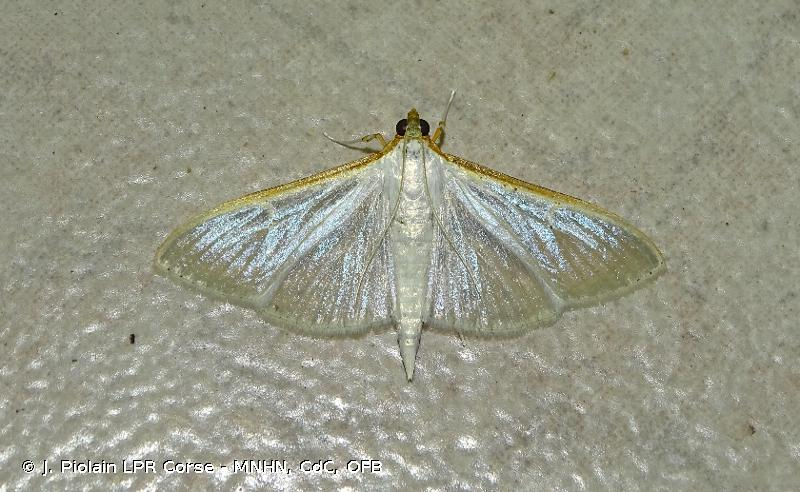 <i>Palpita vitrealis</i> (Rossi, 1794) &copy; J. Piolain LPR Corse - MNHN, CdC, OFB