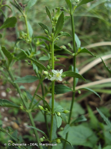 <i>Scoparia dulcis</i> L., 1753 &copy; C. Delnatte - DEAL Martinique