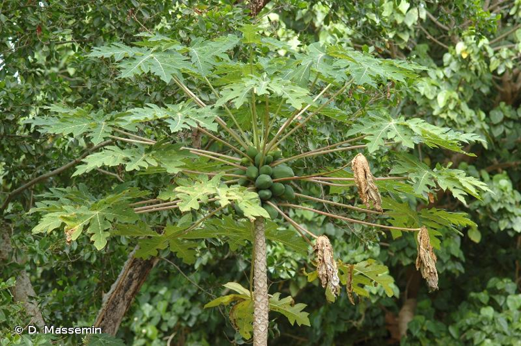 <i>Carica papaya</i> L., 1753 &copy; D. Massemin