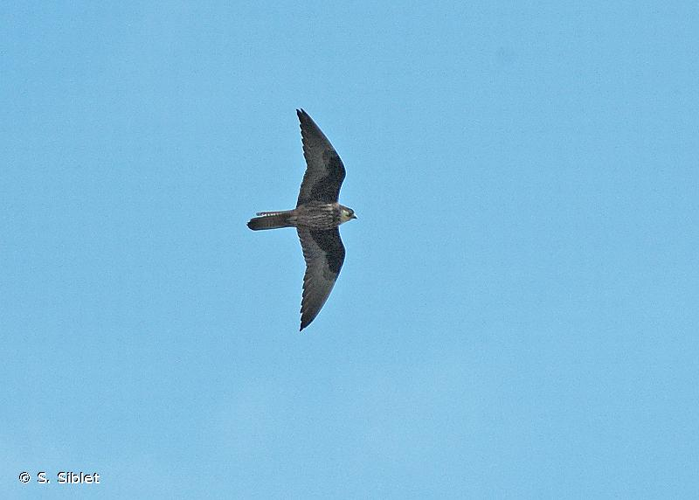 <i>Falco eleonorae</i> Géné, 1839 &copy; S. Siblet