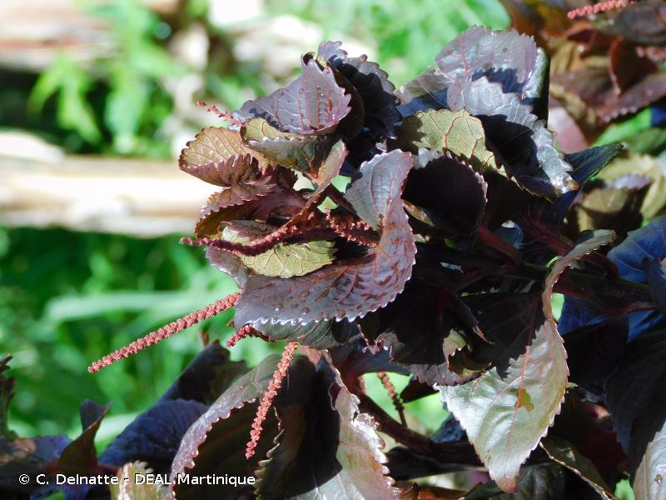<i>Acalypha wilkesiana</i> Müll.Arg., 1866 &copy; C. Delnatte - DEAL Martinique