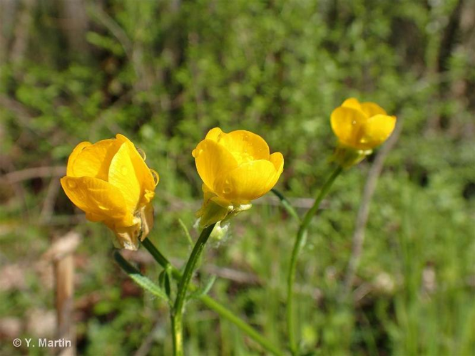 <i>Ranunculus bulbosus</i> L., 1753 &copy; null