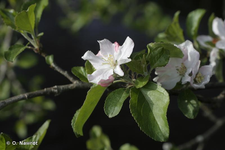 <i>Malus domestica</i> Borkh., 1803 [nom. cons.] &copy; O. Nawrot