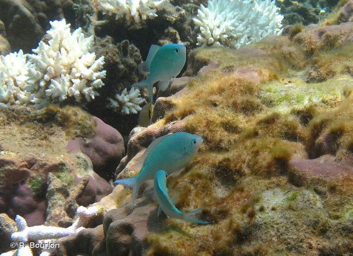 <i>Chromis viridis</i> (Cuvier, 1830) &copy; P. Bourjon