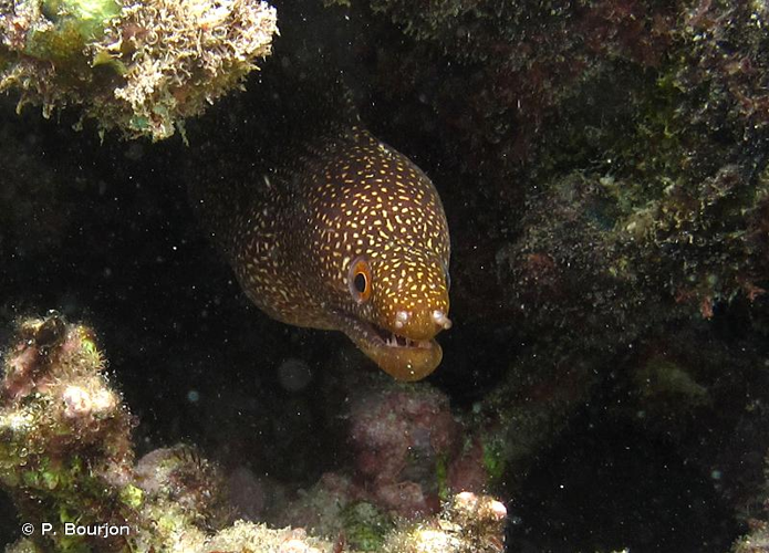<i>Gymnothorax eurostus</i> (Abbott, 1860) &copy; P. Bourjon