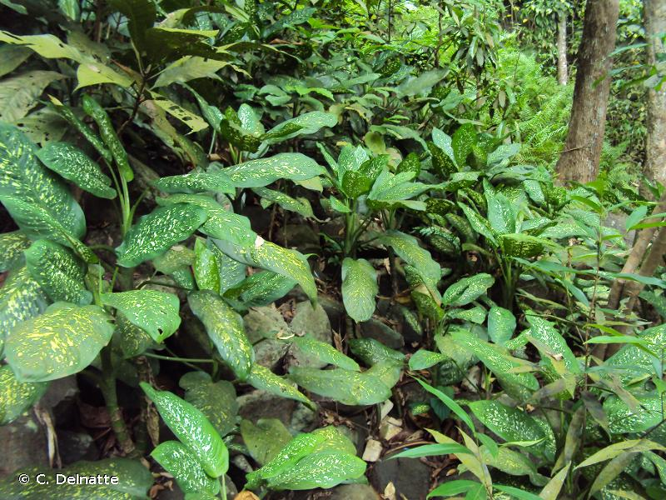 <i>Dieffenbachia picta</i> Schott, 1852 &copy; C. Delnatte