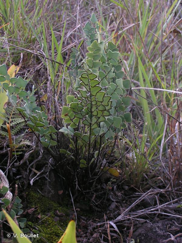 <i>Pellaea calomelanos</i> (Sw.) Link, 1841 &copy; V. Boullet