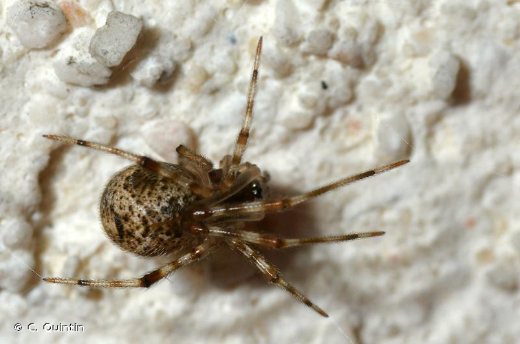 <i>Parasteatoda tepidariorum</i> (C.L. Koch, 1841) &copy; C. Quintin