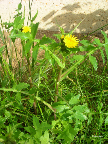 <i>Sonchus oleraceus</i> L., 1753 &copy; P. Gourdain