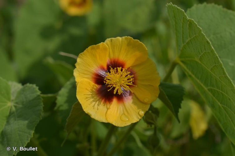 <i>Abutilon hirtum</i> (Lam.) Sweet, 1826 &copy; V. Boullet