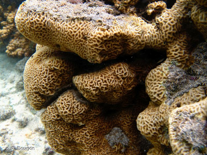 <i>Pavona varians</i> Verrill, 1864 &copy; P. Bourjon