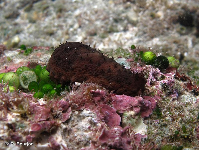 <i>Holothuria </i>(<i>Platyperona</i>)<i> difficilis</i> Semper, 1868 &copy; P. Bourjon