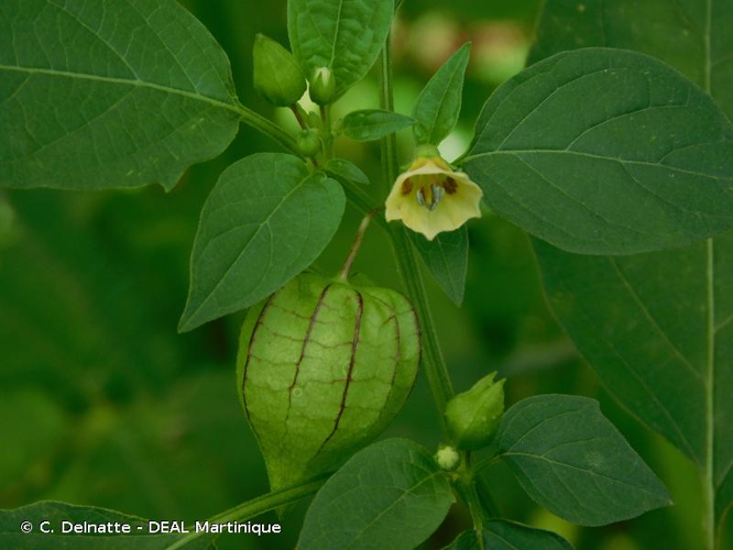 <i>Physalis angulata</i> L., 1753 &copy; C. Delnatte - DEAL Martinique