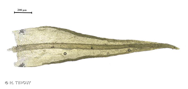 <i>Didymodon rigidulus</i> Hedw., 1801 &copy; H. TINGUY