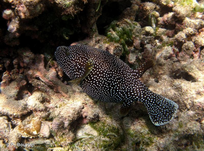 <i>Arothron meleagris</i> (Anonymous, 1798) &copy; P. Bourjon