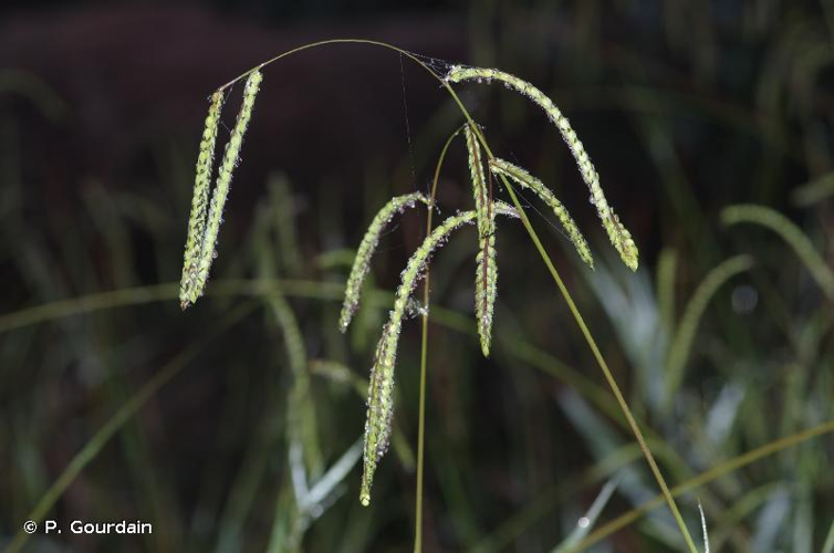 <i>Paspalum dilatatum</i> Poir., 1804 &copy; P. Gourdain