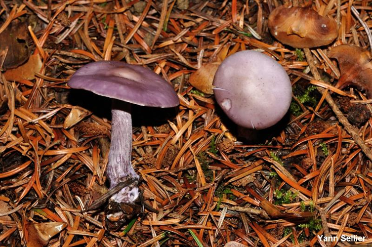 <i>Lepista sordida </i>var.<i> lilacea</i> (Quél.) Bon, 1980 &copy; Y. Sellier
