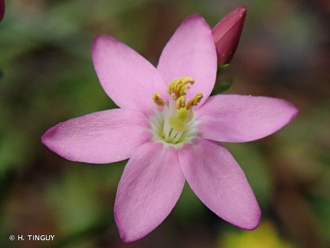 <i>Centaurium erythraea</i> Rafn, 1800 &copy; H. TINGUY