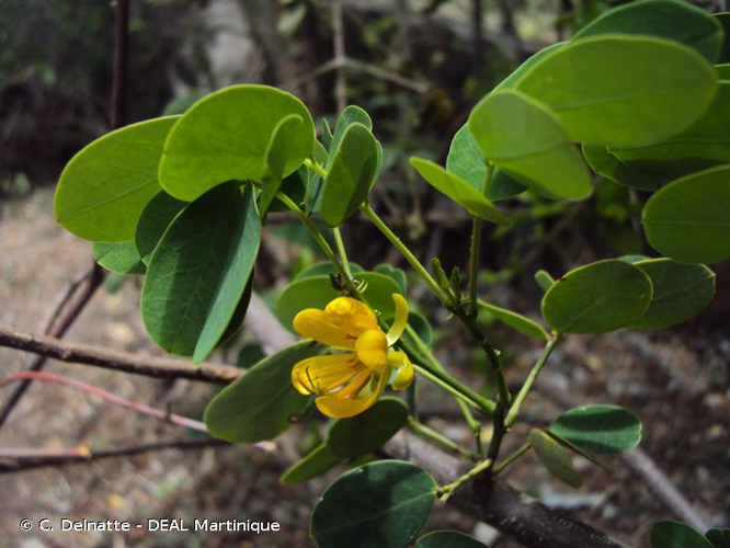 <i>Senna obtusifolia</i> (L.) H.S.Irwin & Barneby, 1982 &copy; C. Delnatte - DEAL Martinique