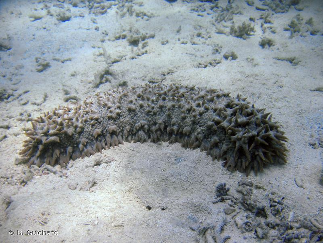 <i>Thelenota ananas</i> (Jaeger, 1833) &copy; B. Guichard