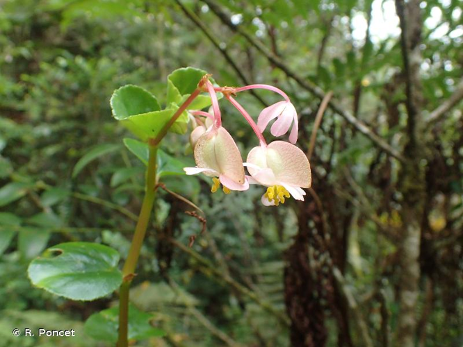 <i>Begonia cucullata</i> Willd., 1805 &copy; R. Poncet