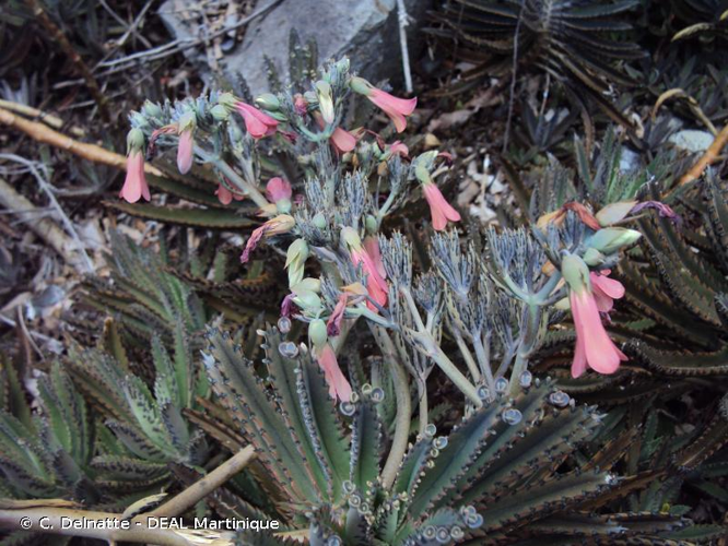 <i>Kalanchoe delagoensis</i> Eckl. & Zeyh., 1837 &copy; C. Delnatte - DEAL Martinique