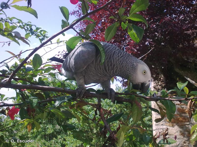 <i>Psittacus erithacus</i> Linnaeus, 1758 &copy; O. Escuder