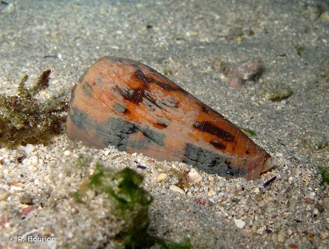 <i>Conus striatus</i> Linnaeus, 1758 &copy; P. Bourjon