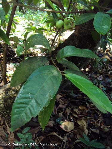 <i>Syzygium malaccense</i> (L.) Merr. & L.M.Perry, 1938 &copy; C. Delnatte - DEAL Martinique