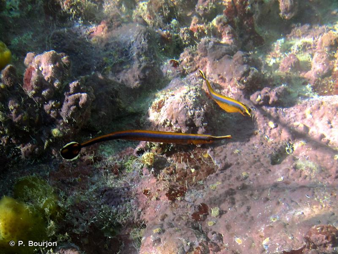 <i>Doryrhamphus bicarinatus</i> Dawson, 1981 &copy; P. Bourjon