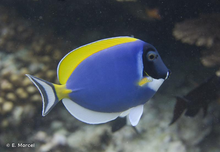 <i>Acanthurus leucosternon</i> Bennett, 1833 &copy; E. Morcel