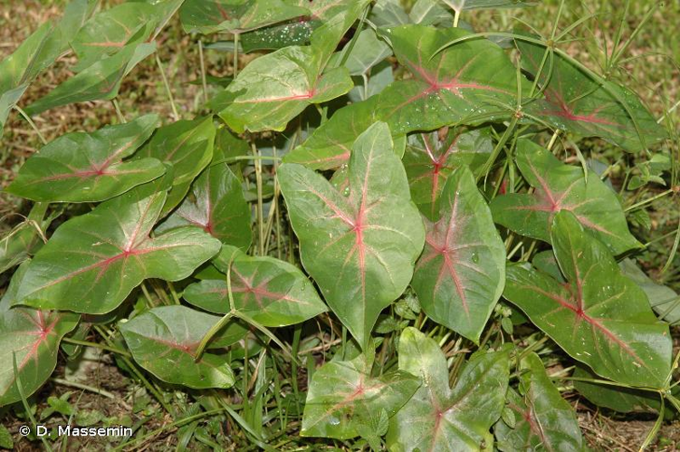 <i>Caladium bicolor</i> (Aiton) Vent., 1801 &copy; D. Massemin