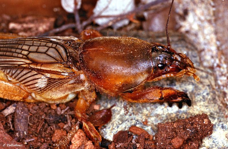 <i>Gryllotalpa gryllotalpa</i> (Linnaeus, 1758) &copy; null